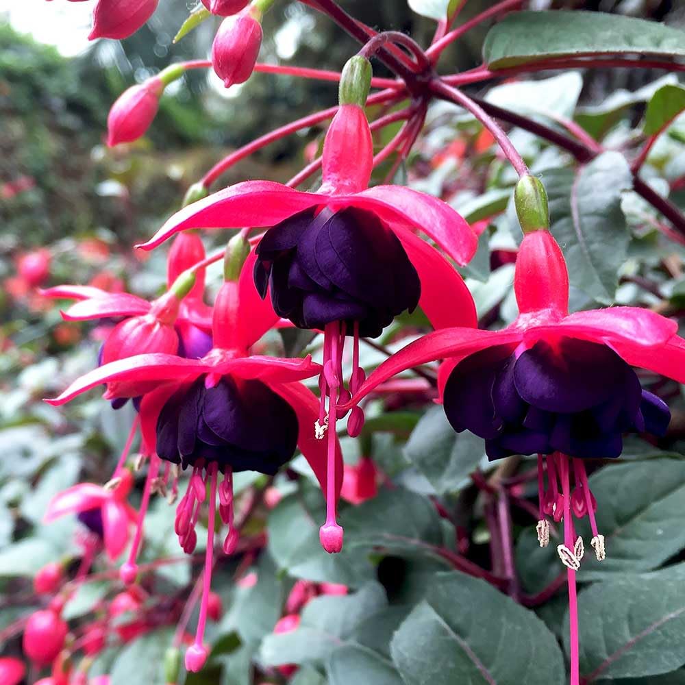 2 Fuchsia Flower Plants, Red Black Fuchsia Plants Well Rooted, 3 to 5 Inch Tall