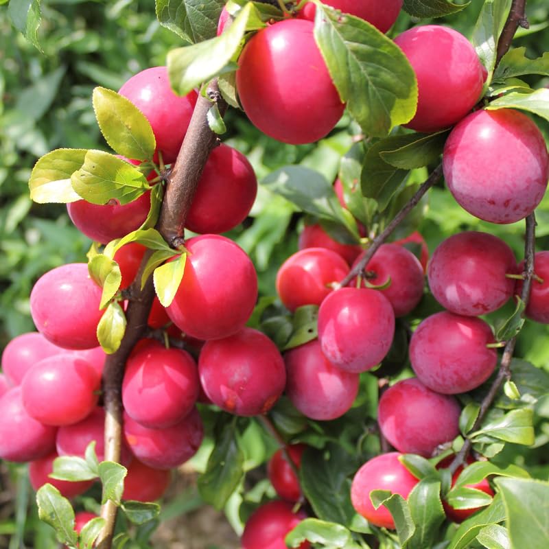 2-3 Years Old Plum Tree Live Plant, Well Rooted Red Plum Seedlings, Containers or Garden Beds Growing, 2-3 Feet Tall (Cherry Plum)
