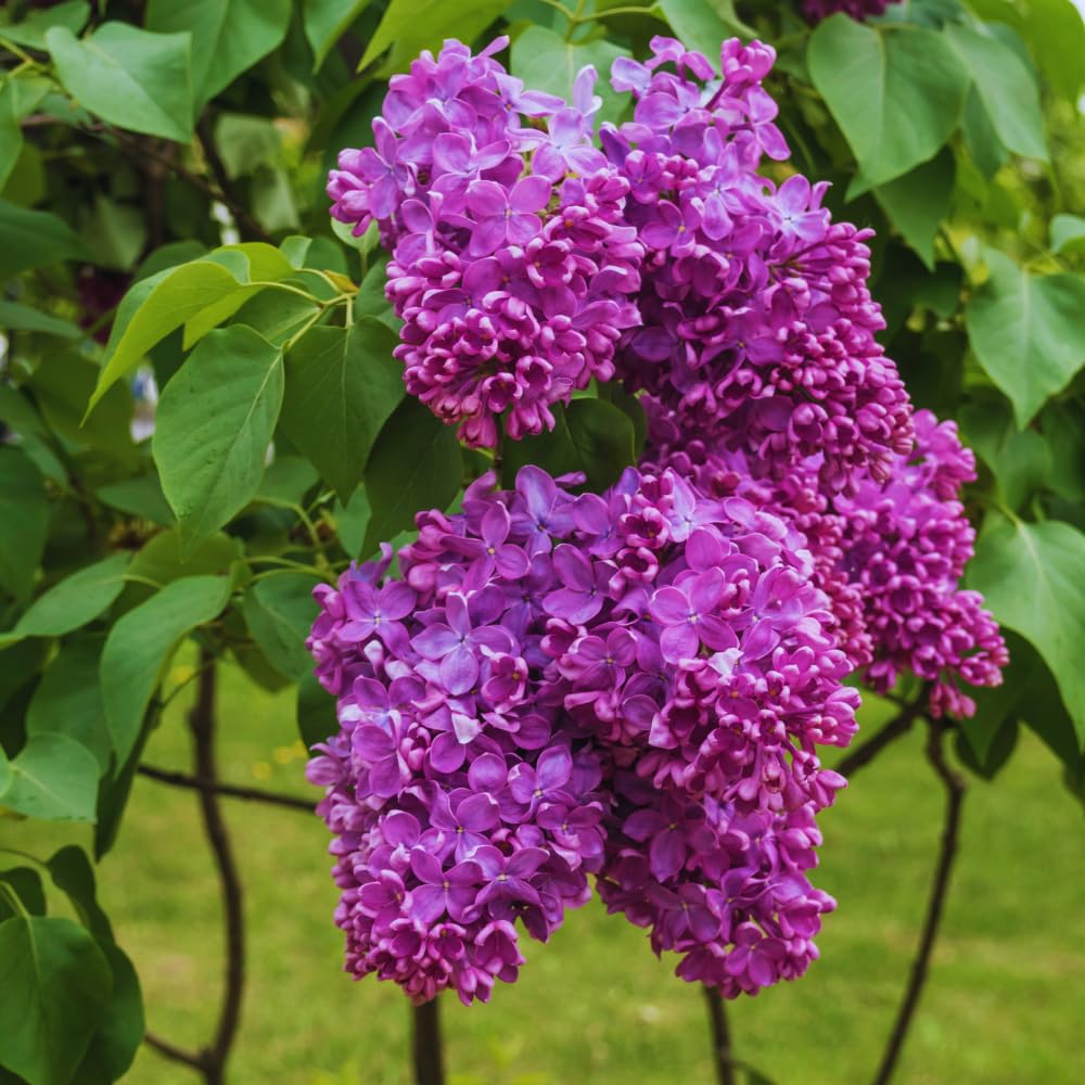 Lilac Tree Live Plant, Purple Lilac Bushes Live Plant, 12 Inches Tall, Shrub Flower Plants