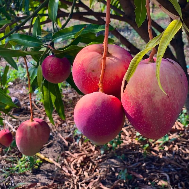 2 Years Old Mango Tree for Planting, Red Mango Plant Grafted in 3 Gallon Pot, Sweet, Fast-Growing Tropical Tree Seedlings for Outdoor Garden