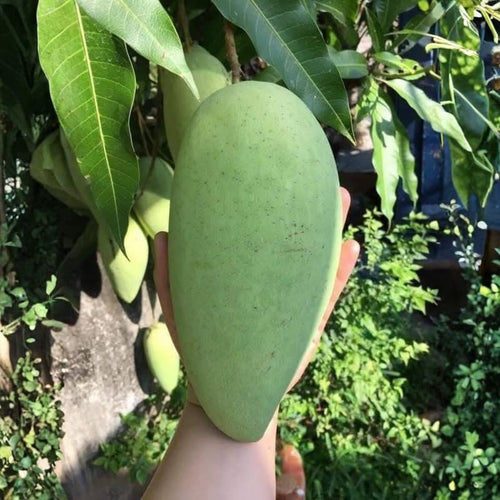 2 Years Old Mango Tree for Planting, Large Fruit Mango Plant Grafted in 3 Gallon Pot, Sweet, Fast-Growing Tropical Tree Seedlings for Outdoor Garden