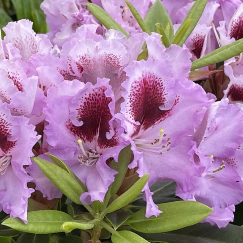 Pink Rhododendron Live Plant Shrubs for Outdoor Planting, Azalea Bushes Ready to Plant, Fragrant Rhododendron Plant Live