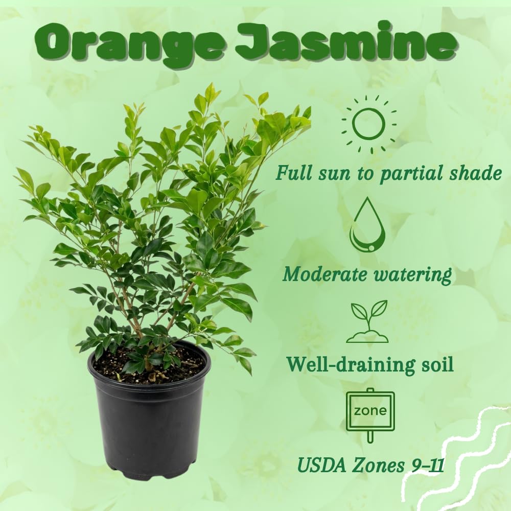 Jasmine Plant Live, 2-3 Feet Tall in 3 Gallon Pot, Jasmine Plant Live, Perennial White Flowers Plants for Growing, No Ship to CA (Orange Jasmine)