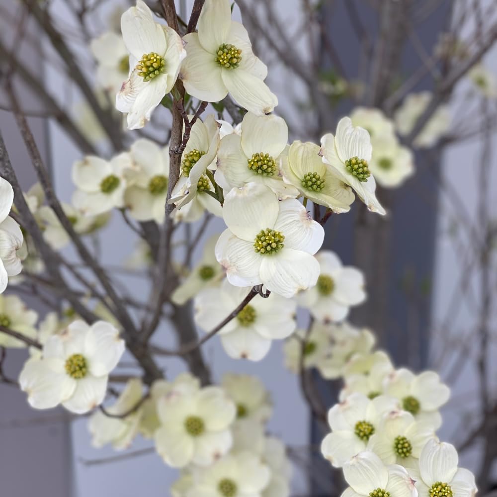 Set 2 Dogwood Bare Root Plants, Flowering Dogwood Tree Live Plant, 12-18 Inches Tall, Spring Blooms, Flowering Ornamental Tree for Outdoor Garden