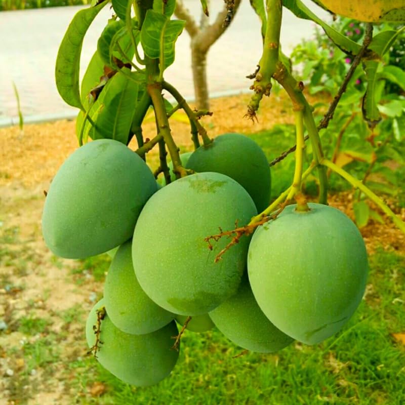 2 Years Old Mango Tree for Planting,Tart Sweet Mango Plant Grafted in 3 Gallon Pot, Sweet, Fast-Growing Tropical Tree Seedlings for Outdoor Garden