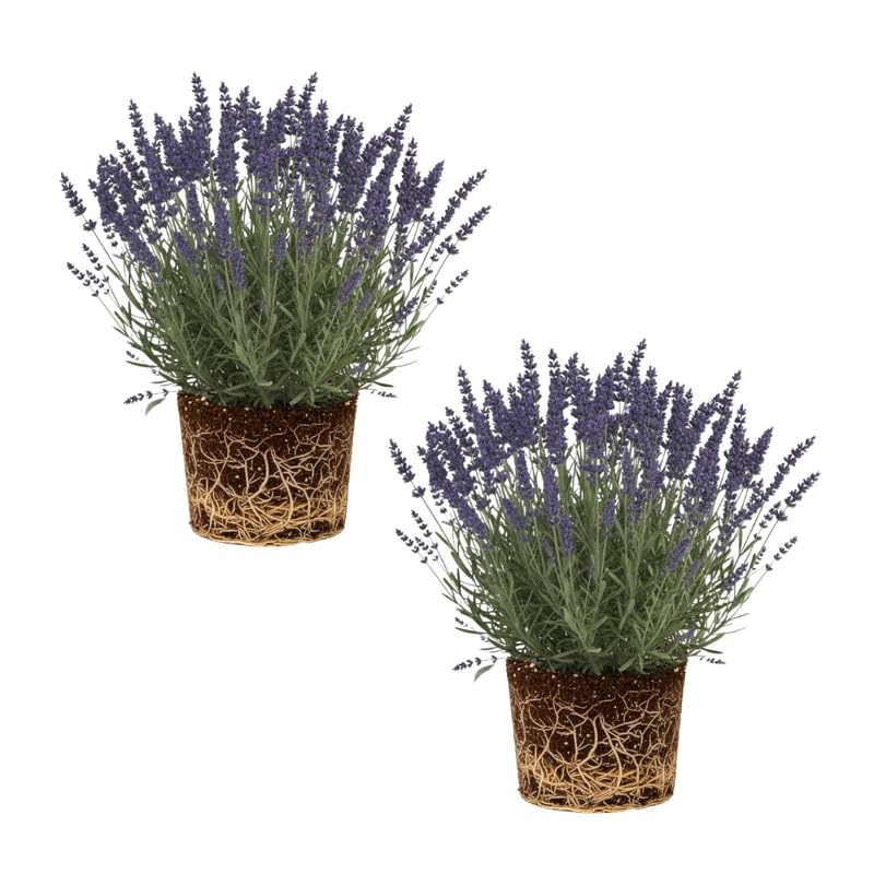 Set 2 Gray Leaf Lavender Plants Live, Fragrant Lavender Herb Plant for Border and Container Growing, Perennial Lavenders Plugs 3-5'' Tall