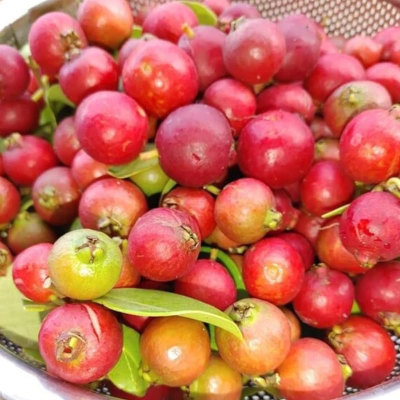 Jamaican Strawberry Cherry Tree Live Plant for Outdoor Planting, 4 to 6 Inc in Tall, Sweet, Tasty Fruit, Great for Garden or Containers, Zones 9-11