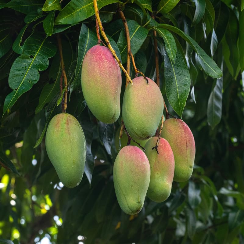 Valencia Mango Trees Live Plants in 3 Gal Pot, Fragrant Mango Fruit Tree from 2 to 3 Feet Tall, Sweet and Fast-Growing, No Ship to CA