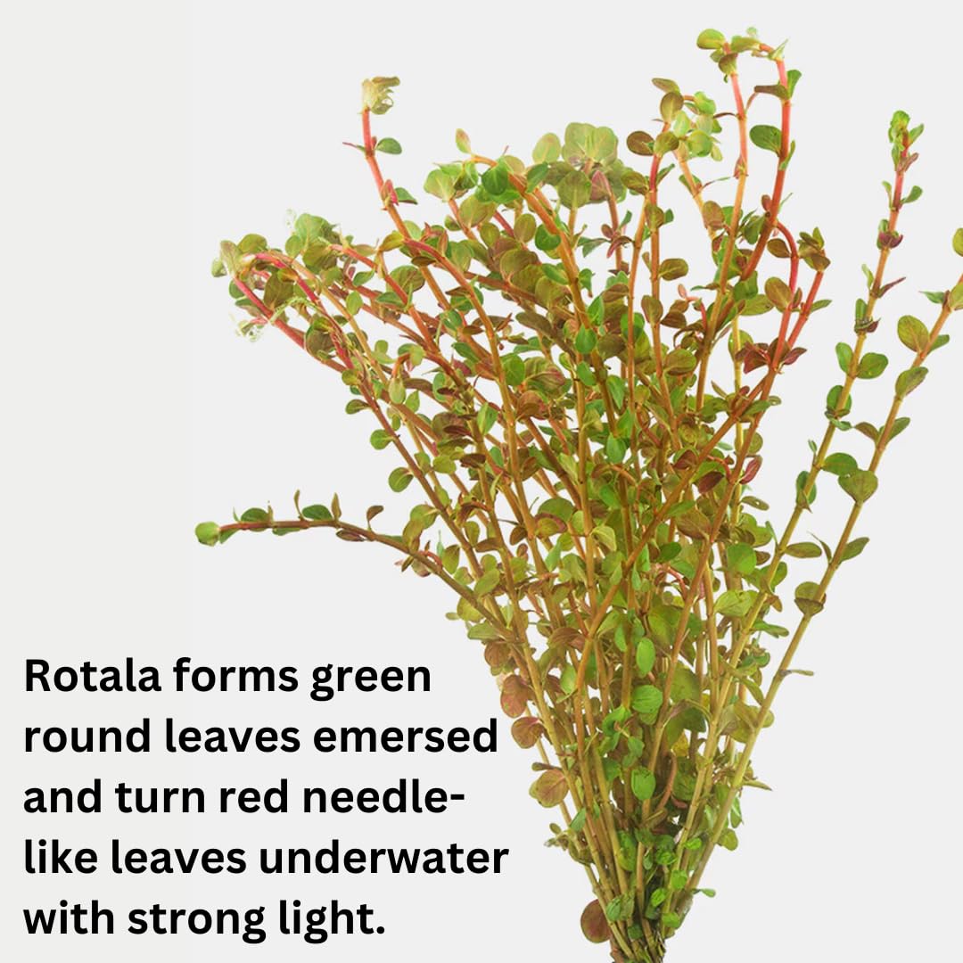 H'ra Red Rotala Rrotundifolia Aquarium Plants Live, 1 Bundle Rotala Aquatic Plants, No Root, 5 to 7 Stems, Live Aquarium Plants, Freshwater Aquarium for Planting