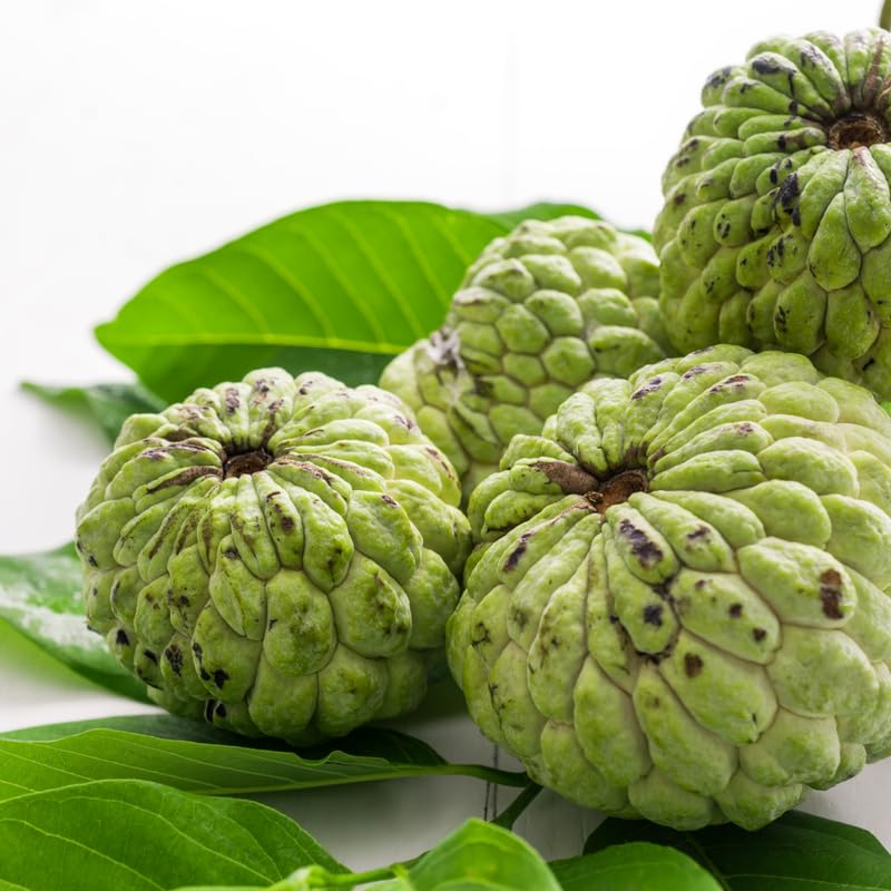 Green Sugar Apple Tree Live Plant, 2-3 Ft Tall in 1 Gallon Pot - Tropical Annona Fruit Tree for Outdoor Garden and Patio, No Ship to CA