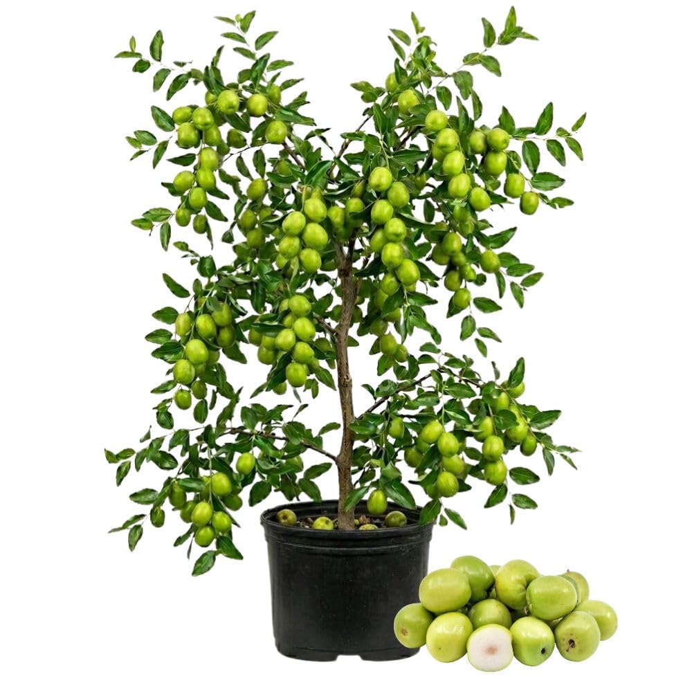 Green Jujube Tree Live Plant 1 to 2 Feet Tall, Jujube Plant 3 Gallon Pot, Green Apples Trees for Planting, No Ship to CA