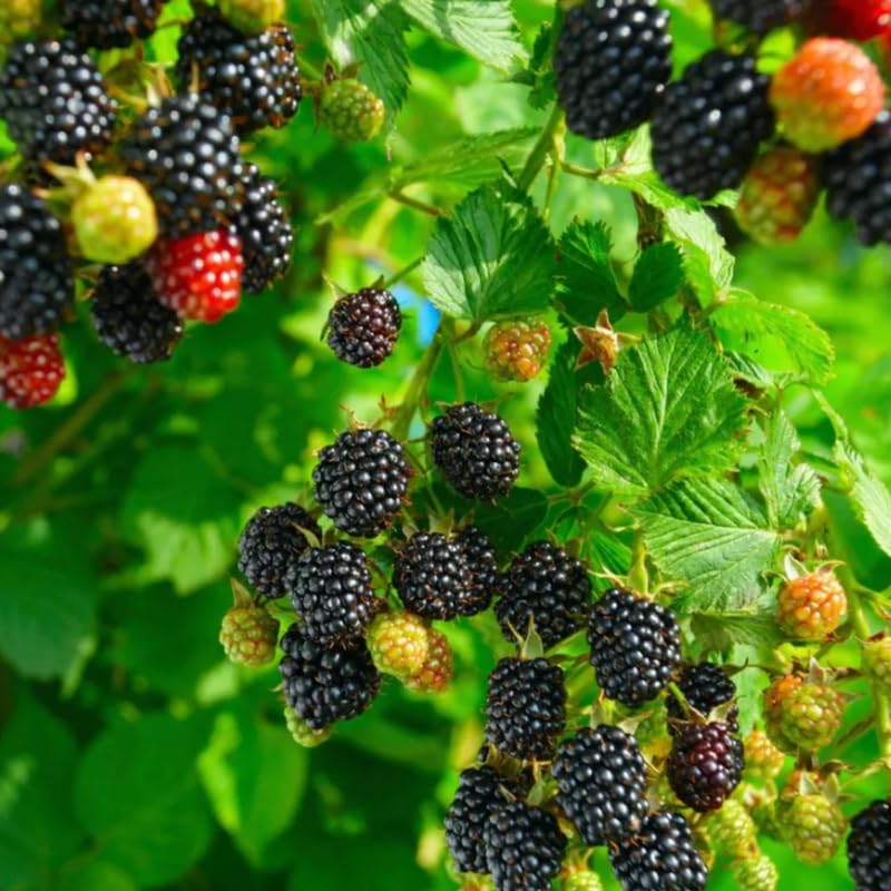 2 BlackBerry Plants Live for Planting, High Yielding, Sweet Juicy Berries for Your Garden, 4-6" in Tall, Cold Hardy, Dormant in Winter, No Pot