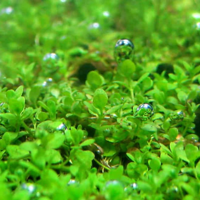 Dwarf Baby Tears Aquarium Live Plant 1 Portion, Dwarf Baby Tears Live Aquatic Plants for Freshwater Aquarium Plants