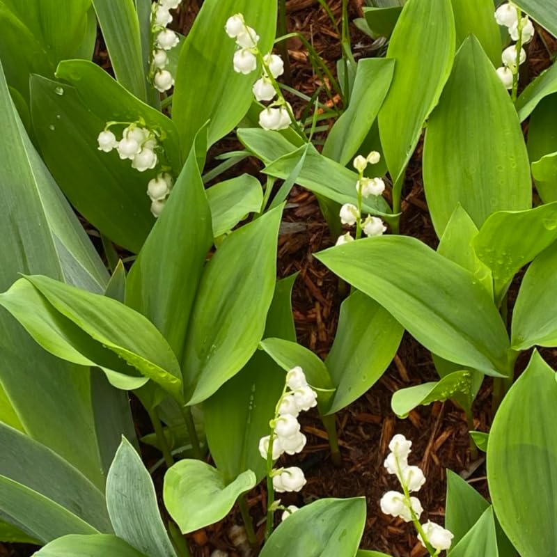 5 Lily of The Valley Bareroot, Lily of The Valley Bulbs for Gardening, Flower Plant Bare Roots