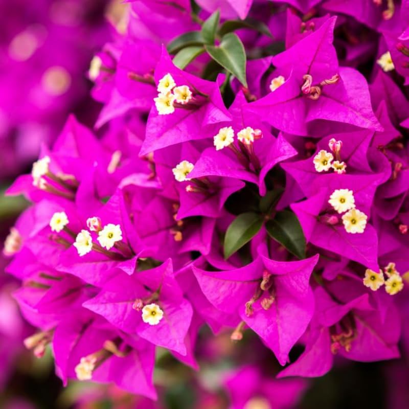 3 Deep Purple Bougainvillea Plants Live, 4-8” Tall Flowering Bougainvillea Vines, Tropical Climbing Plants for Garden or Containers, No Pot