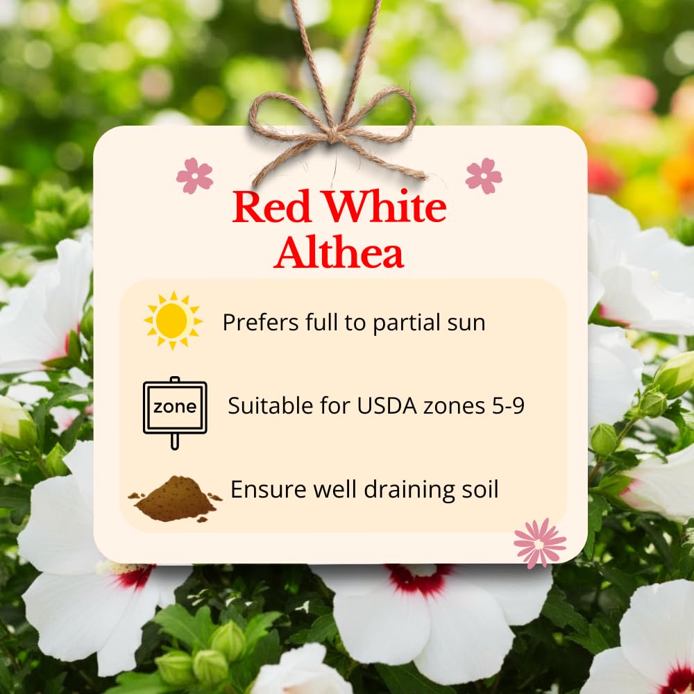 Althea Rose of Sharon Plants Live, Flowering Althea Red and White, Hibiscus Syriacus Plant for Outdoor Landscaping, 2 to 6 Inches Tall