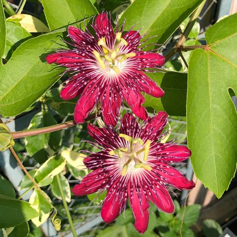 Red Burgundy Passion Flower Plant Live, Passiflora Vine for Garden, 4-8" Tall, Hardy Flowering Vine for Garden or Trellis