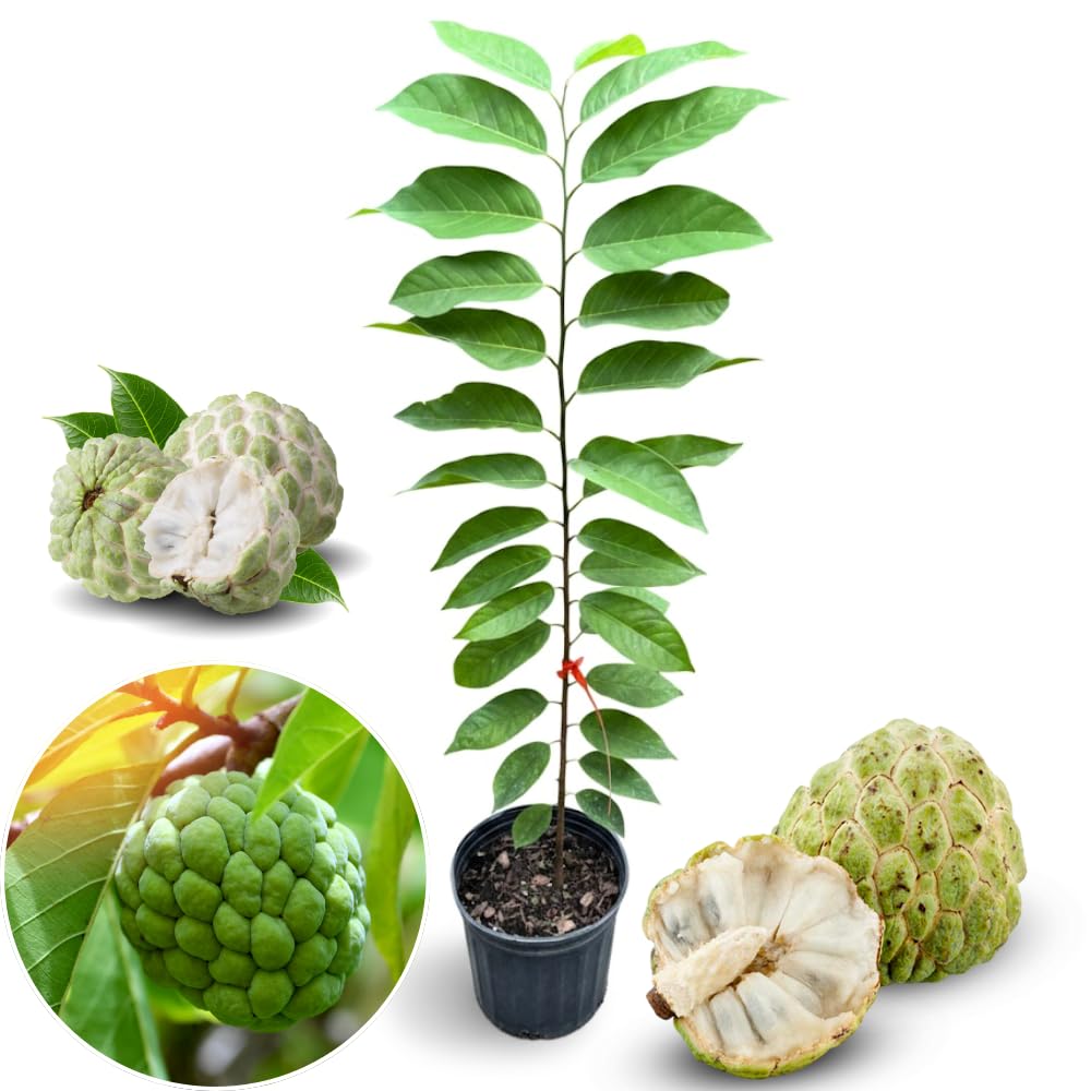 2-3' Tall Sugar Apple Tree Live Plant, Tropical Annona Squamosa Sugar Apple Fruit Plant, in 3 Gallon Pot, No Ship to CA