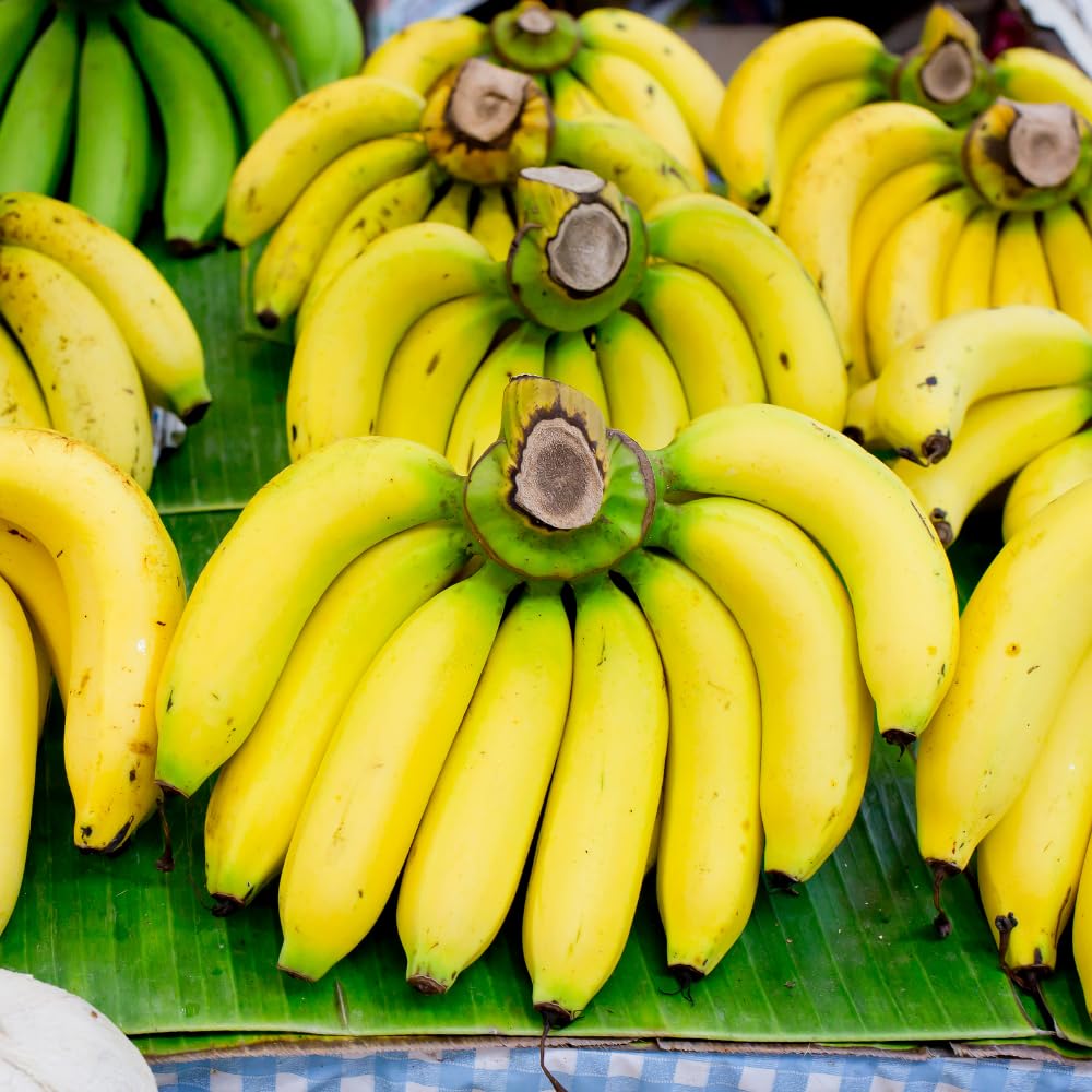 Cavendish Banana Tree Live Plant, Dwarf Banana Fruit Plant Well Rooted, 5 to 7 Inch Tall, No Pot