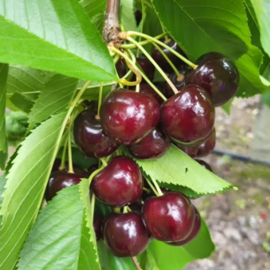 Cherry Tree Live Plant 3–4 Feet Tall in 3 Gallon Pot, Sweet Cherries Fruit Tree for Outdoor Growing, Cold Hardy Garden Tree, Ready to Plant, No CA (Dark Red Cherry)