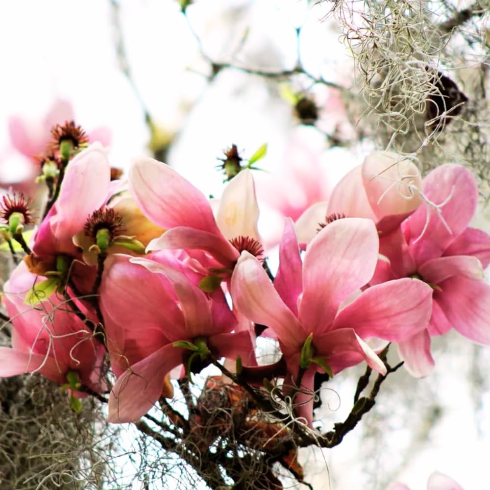 Jane Magnolia Trees Live Plant, Fragrant Magnolia Plants Live in 3 Gallon Pot, Vibrant Purple Flowers for Spring Blooms, 2 to 3 Feet Tall, No Ship to CA