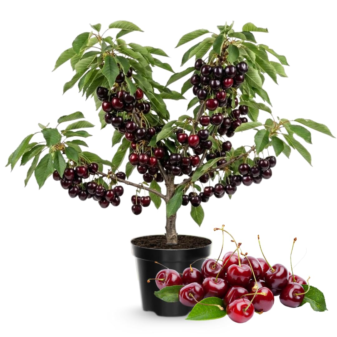 Cherry Tree Live Plant 3–4 Feet Tall in 3 Gallon Pot, Sweet Cherries Fruit Tree for Outdoor Growing, Cold Hardy Garden Tree, Ready to Plant, No CA (Bright Red Cherry)