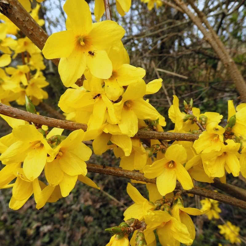 Forsythia Tree Live Plant, Lynwood Forsythia Bush Plant Live, 6 to 12 Inches, Yellow Flower