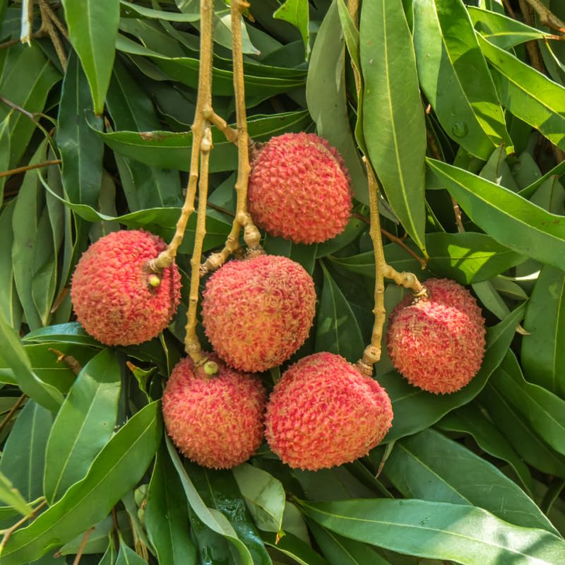 Sweet Lychee Trees Live Plants, Lychee Fruit Tree, Sweet Tropical Litchi Tree in 3 Gallon Pot, 2-3 Feet Tall, No Ship to CA