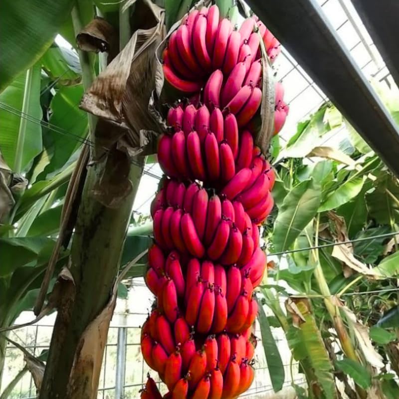 Red Banana Plant Live for Planting, Banana Trees Live Plants for Outdoor Indoor Planting, Cold Hardy, 4-7" in Tall, No Pot, Musa Plant