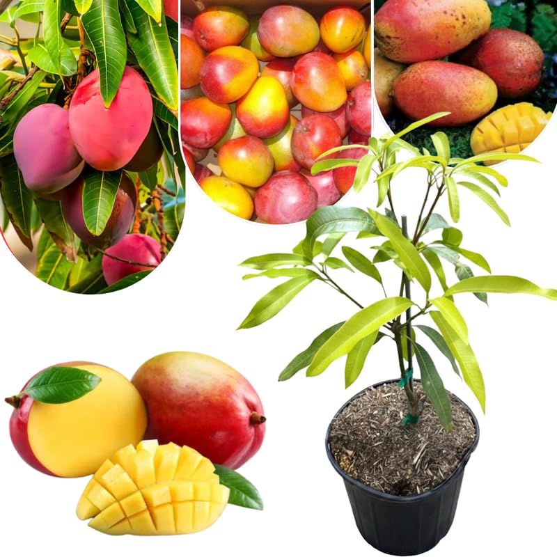 Dwarf Mango Tree Live Plant, Fully Rooted in 3 Gallon Pot, Tropical Mango Fruit Tree for Indoor or Outdoor Growing