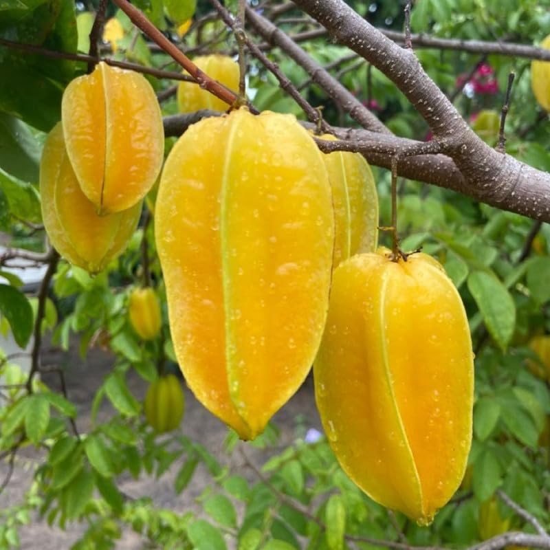 Live Starfruit Tree 1 Gallon Pot, Sweet Starfruit Plant 1-2 Feet Tall, Tropical Fruit Tree for Growing Outdoor, No Ship to Ca