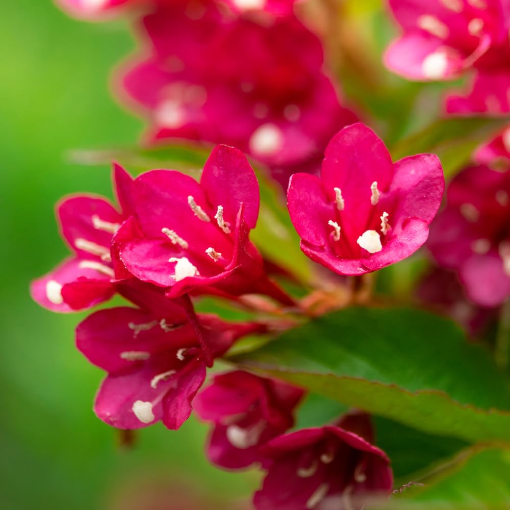 Red Weigela Plant Live, Weigela Flower Shrubs in Quart Pot for Outdoor Planting, Dormant in Winter