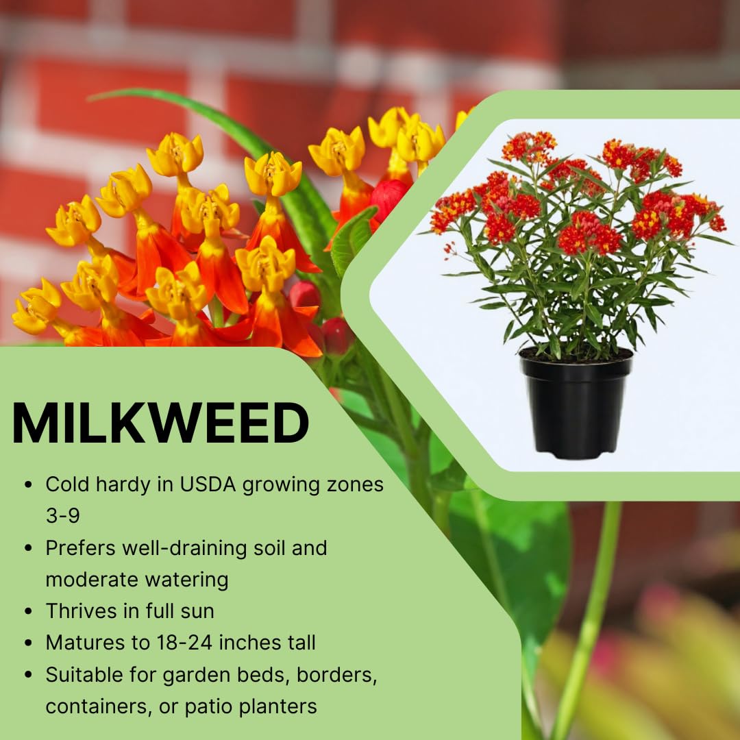 Set of 2 Live Milkweed Plants, Perennial Butterfly Milkweed Plants, Asclepias Tuberosa Plant, 5-8 Inch Tall for Indoor or Outdoor Planting (Red Milkweed)