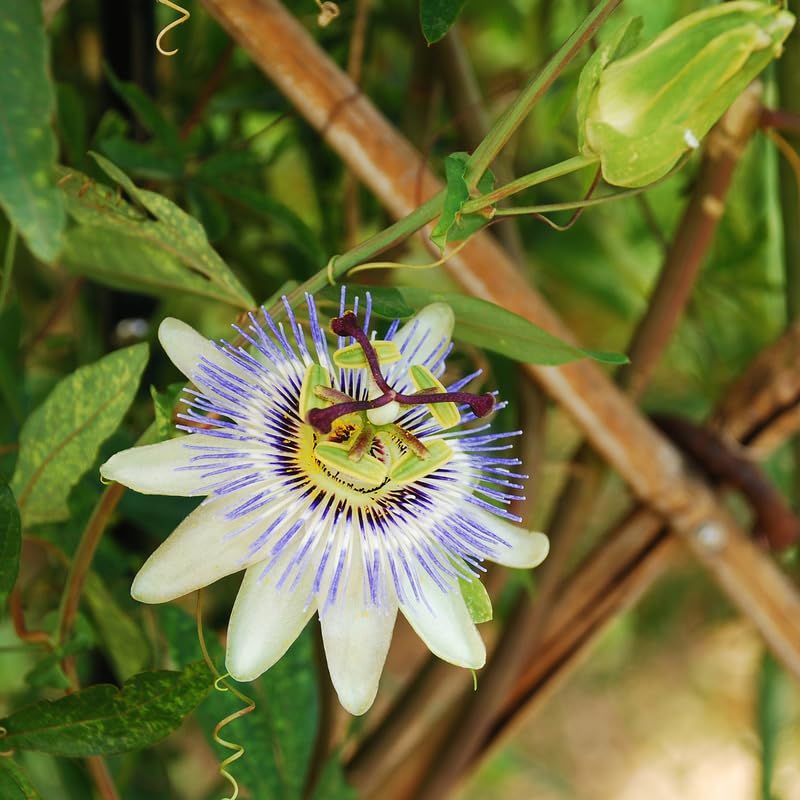 2 Blue White Passion Flower Plants, 4-8'' Tall Red Passiflora Plant Vine for Planting, Vibrant Passion Flower Starter Plant for Home Garden and Containers, Well Rooted to Grow