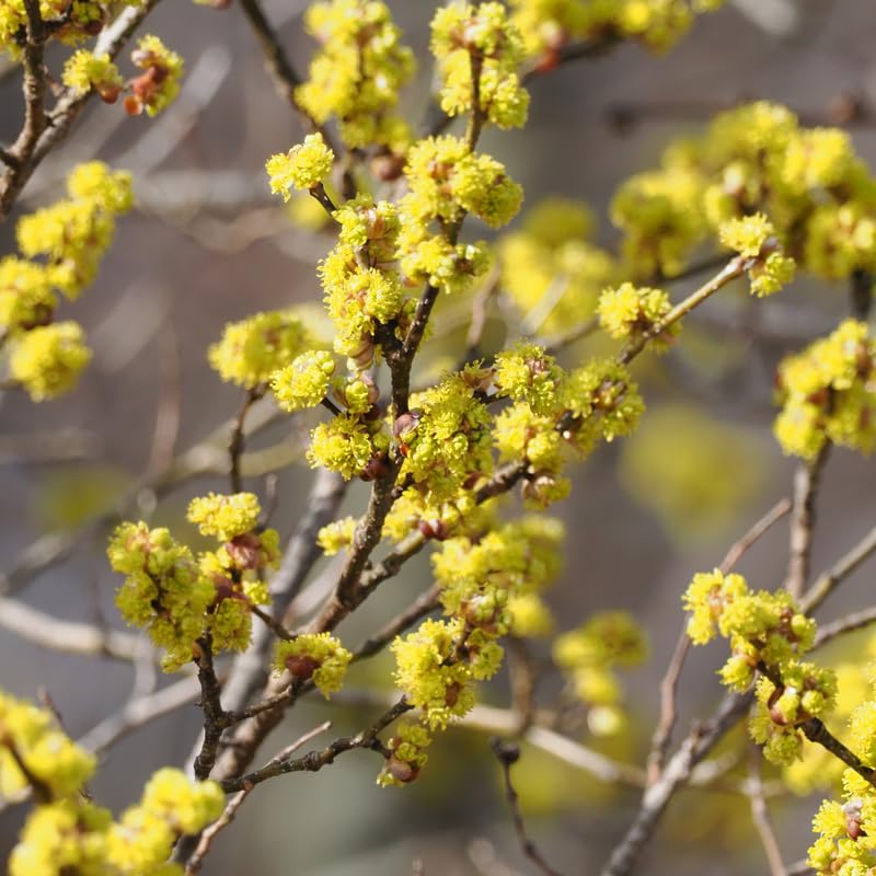 Spicebush Live Plant, Spicebush Berry Bush in 4 Inch Pot, 6 to 12 inch Tall, Dormant in Winter