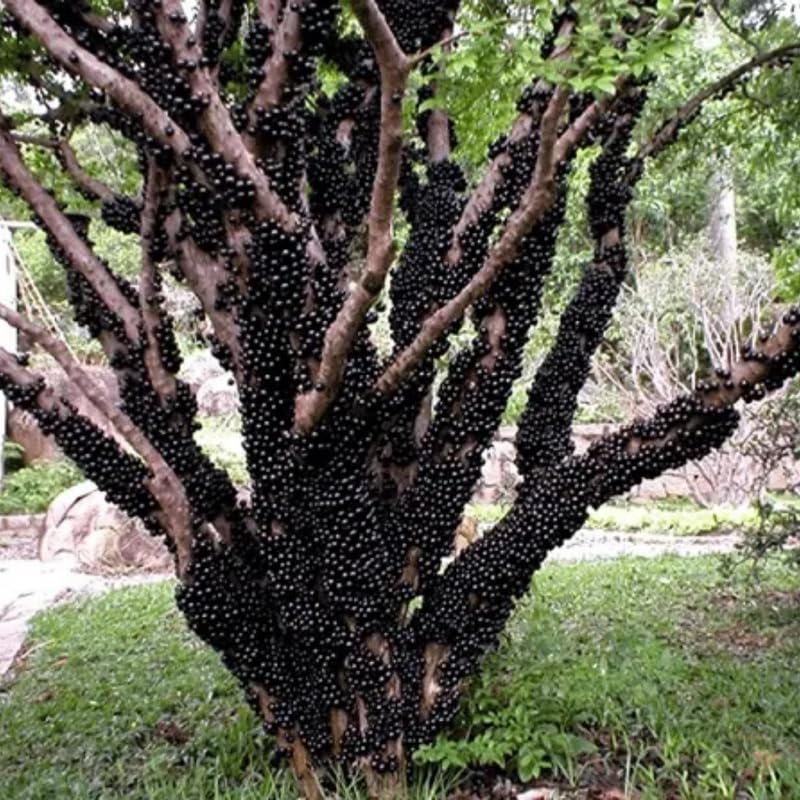 Black Jaboticaba Tree Plant Live in 3 Gallon Pot, Airlayered Jabuticaba Tropical Plant,Ready to Bear Fruits, No Shipping to CA