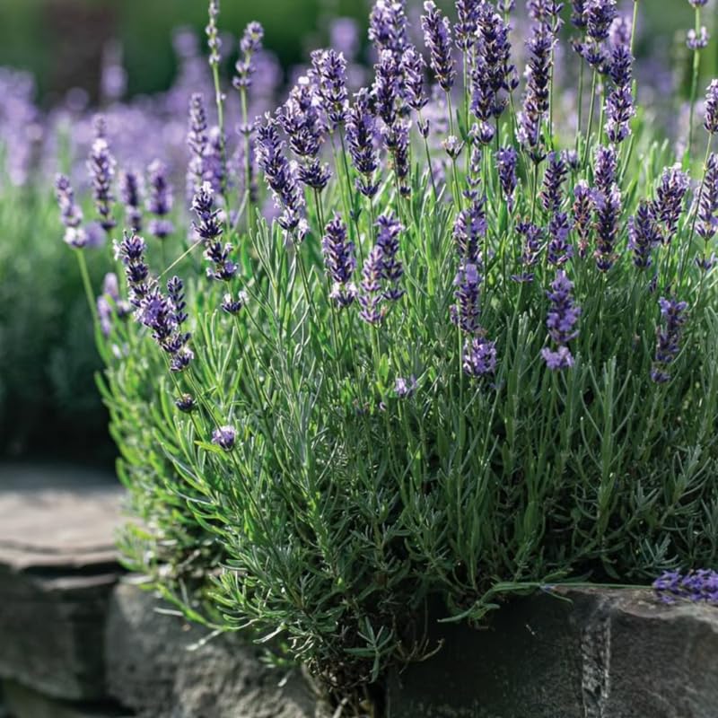 Set 2 Light Fragrant Lavender Plants Live, Fragrant Lavender Herb Plant for Border and Container Growing, Perennial Lavenders Plugs 3-5'' Tall