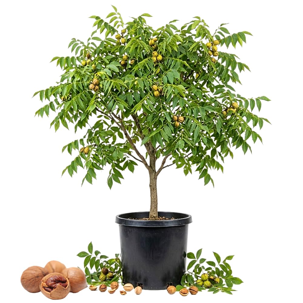 Hickory Tree Live Plant 1-2 Feet Tall in Pot, Hickory Tree Seedling, Nut Tree, Cold Hardy for Outdoor Garden Plant