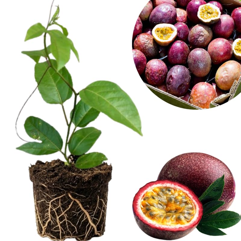 Dark Purple Passionfruit Tree Live Plant, Passion Fruit Vine Plant, 4-8 Inches Tall, Outdoor Planting, Very Fast-Growing Vines