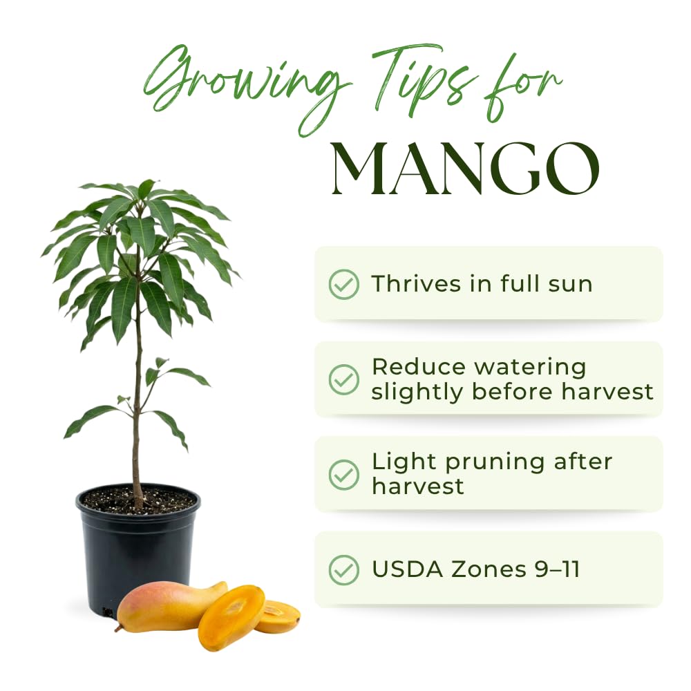 Mango Trees Live Plants, Thai Elongated Mango Tree, 3 Gallon, 2-3 Feet Tall, Tropical Fruit Tree for Outdoor Garden, No Ship to CA