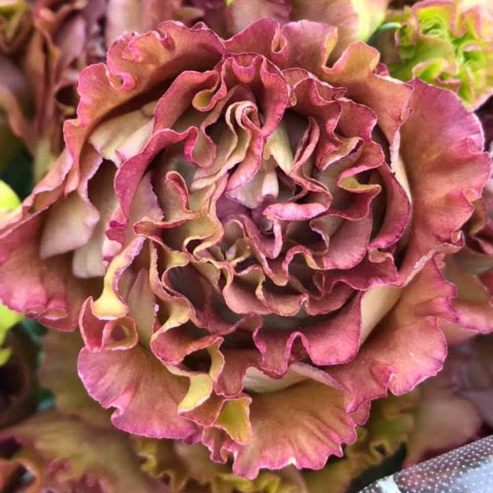 Brown Pink to Burgundy Eustoma Lisianthus Plants Live Plug Size, Well-Rooted 3-5" in Tall, Texas Bluebell, Thornless Love Rose Plant, Summer Fall Bloom