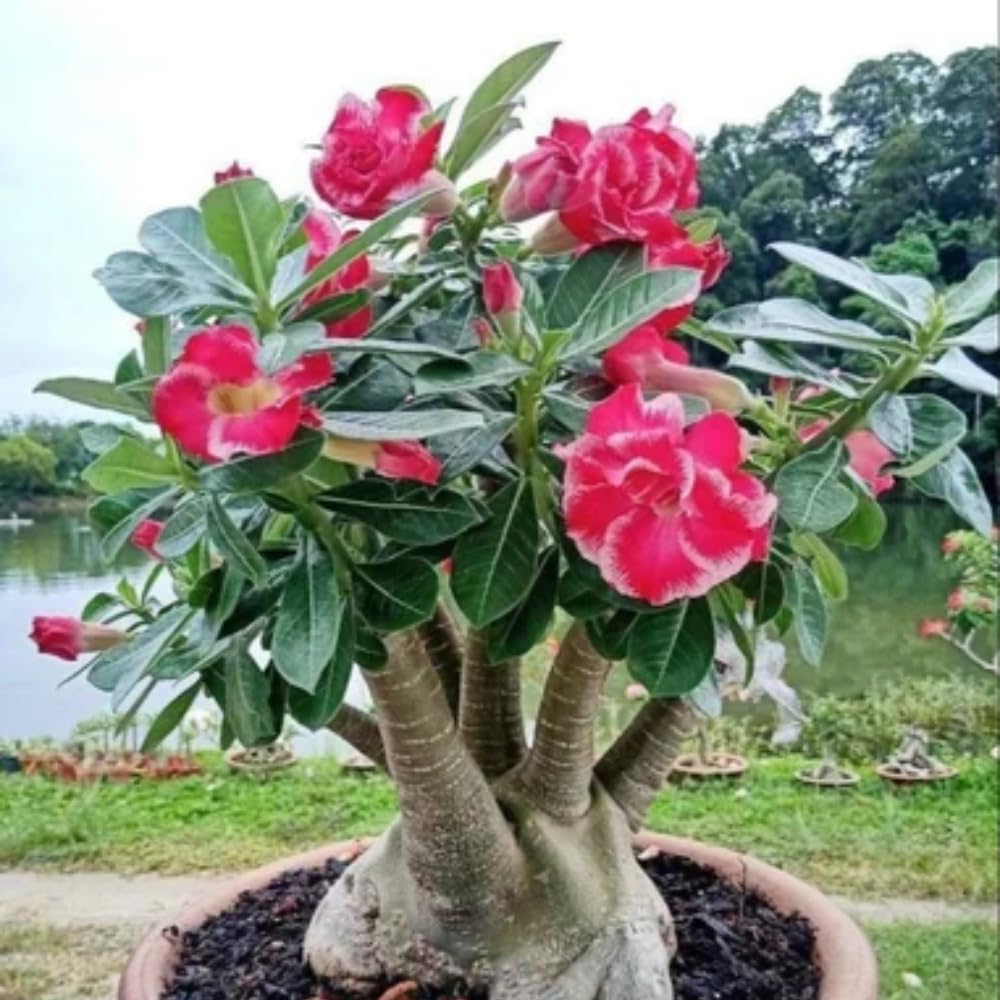 Adenium Desert Rose Plant, Starter Desert Rose for Planting Indoor Outdoor, 4-6 Inches, Flowering Succulent Seedling (Pink Blooms)