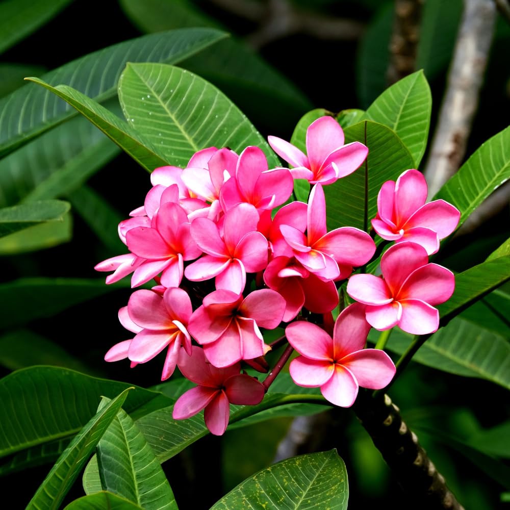 Set of 2 Plumeria Cuttings, Frangipani Plant, 12 Inch Live Cutting, Tropical Fragrant Blooms, Plumeria Frangipani Cuttings for Outdoor Growing (Deep Pink)