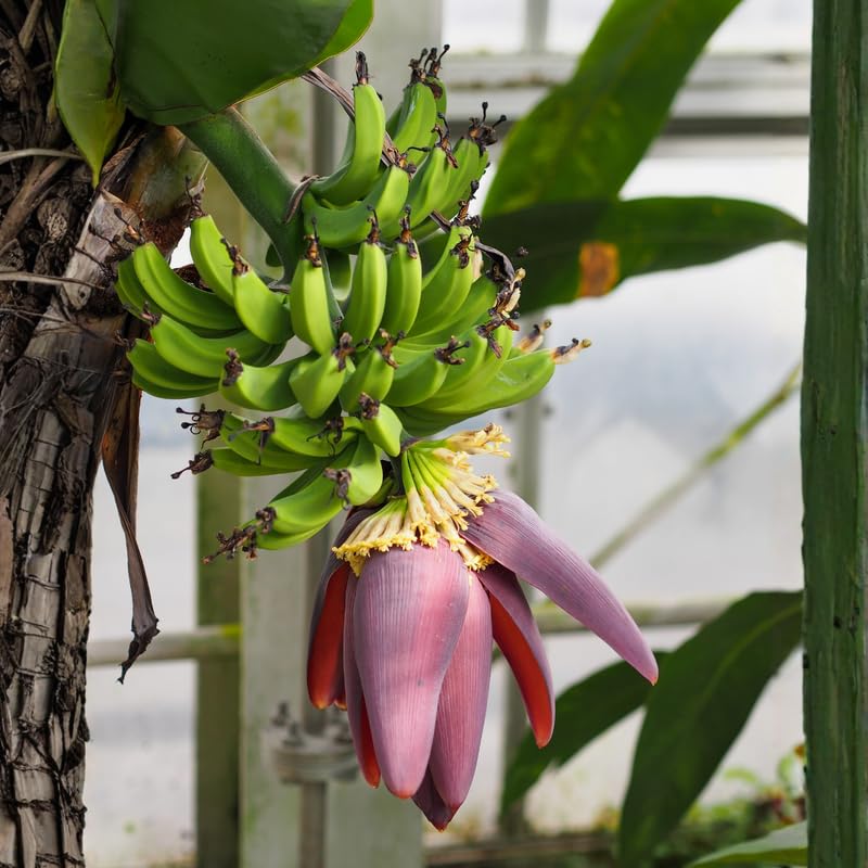 Dwarf Cavendish Banana Plant, Banana Trees Live Plants, 4-6" Tropical Fruit Tree for Home Garden, Patio and Container Growing