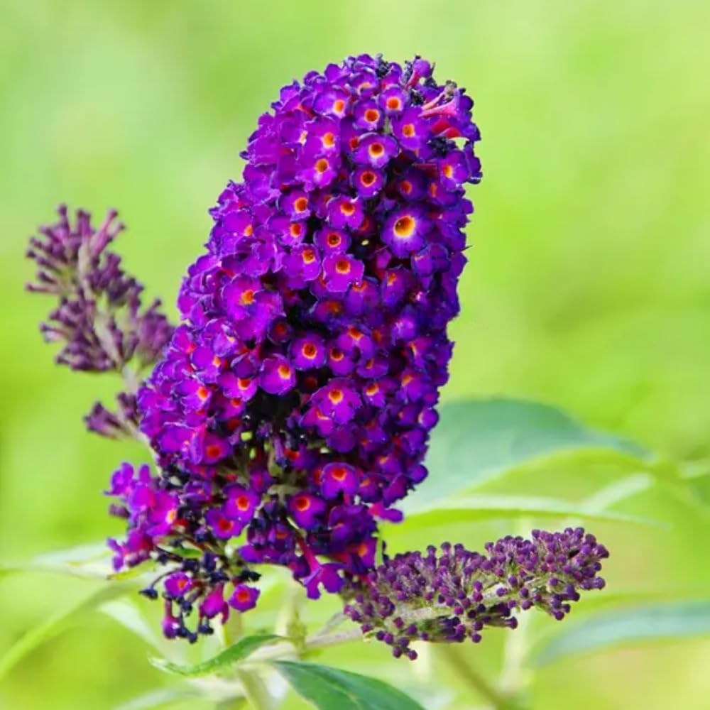 Butterfly Bush Live Plant 4-8 Inches, Fragrant Butterfly Bush Flowering Shrub Well Rooted, Outdoor Garden Planting (Deep Purple)