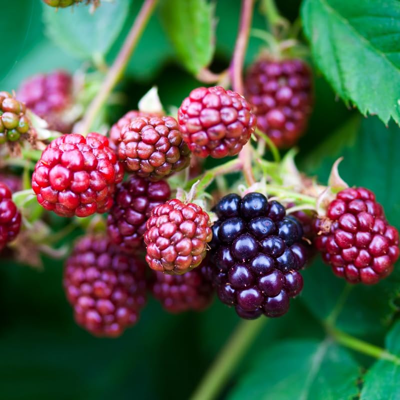 2 BlackBerry Bushes Live Plant, Sweet, Thornless, High Yielding Berries for Outdoor Planting, Fully Rooted 4-7 Inches (Thornless)