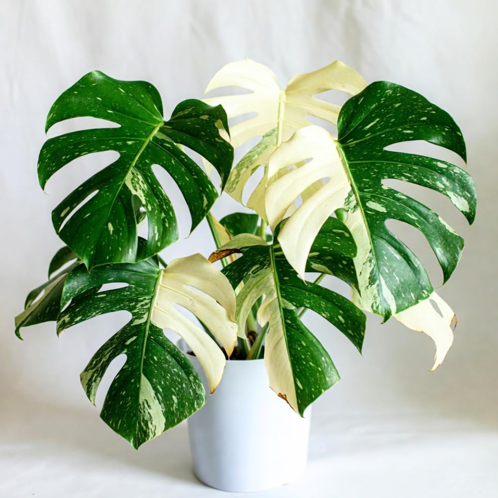 Constellation Monstera Plant Live, Rare Variegated Monstera Live Plant from 4 to 6 Inches Tall, Green and Cream Leaves, Tropical Houseplant, No Pot