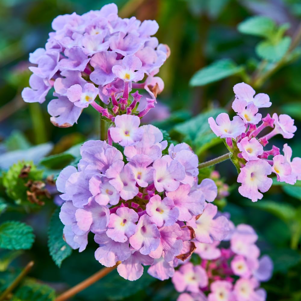 Pack 4 Lantana Plants Live, Fast-Growing Flowering Perennials for Garden or Containers, 4-8 Inches Tall, Lavender Blooms