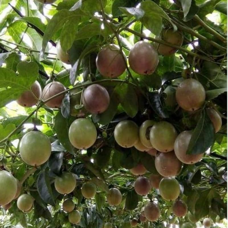 Purple Passion Fruit Tree Live Plant, Passion Fruit Vine Plant, Passionfruit Live Plant, 3 to 5 Inches Tall, Grow The Patio and Garden