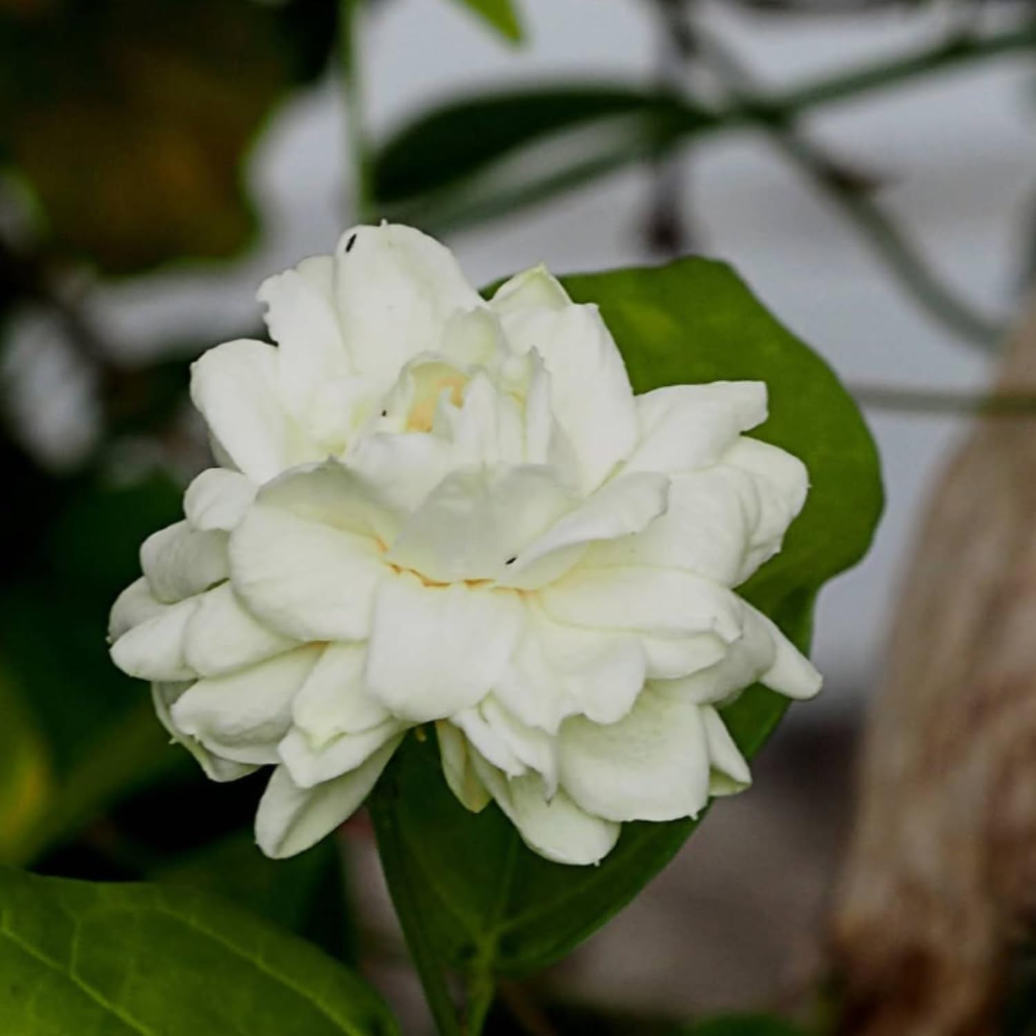 Live Duke Jasmine Vine Plant, Fragrant White Flowers, 2–3 Ft Height, 3 Gallon Pot, Outdoor Climbing Plant, No Ship to CA